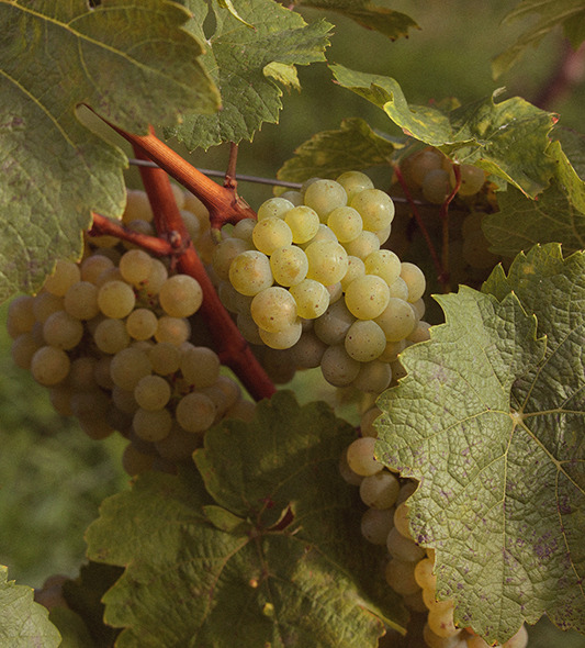 Rheingau, Riesling, Spreitzer…