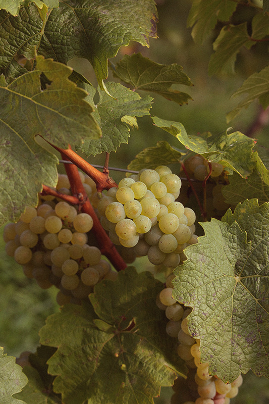 Rheingau, Riesling, Spreitzer...
